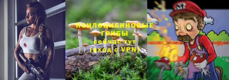 Галлюциногенные грибы Magic Shrooms  кракен зеркало  Новопавловск  закладки 